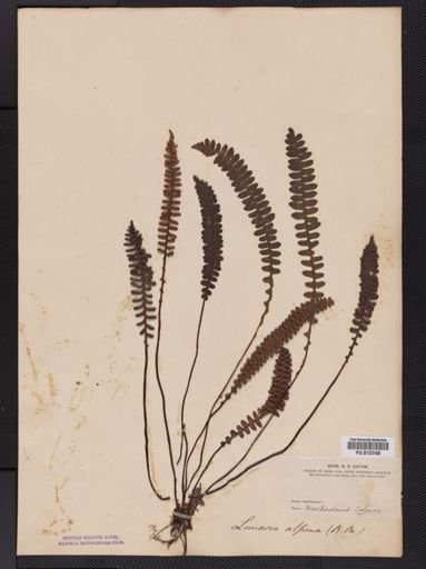 Blechnum