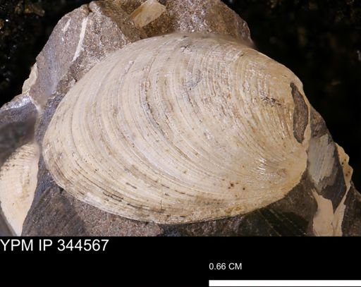 Limopsis striatopunctatus