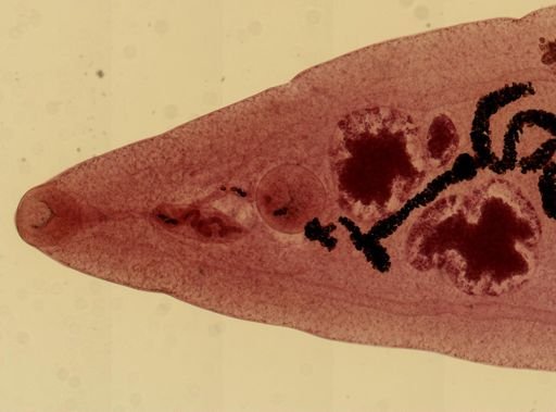 Dicrocoelium dendriticum