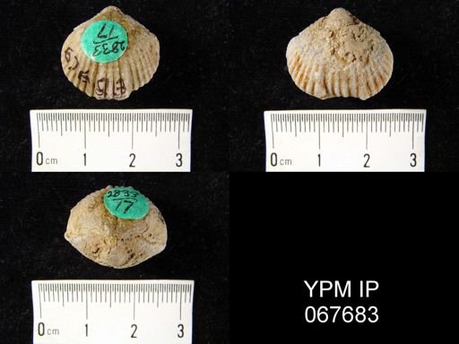 Uncinulus nucleolatus