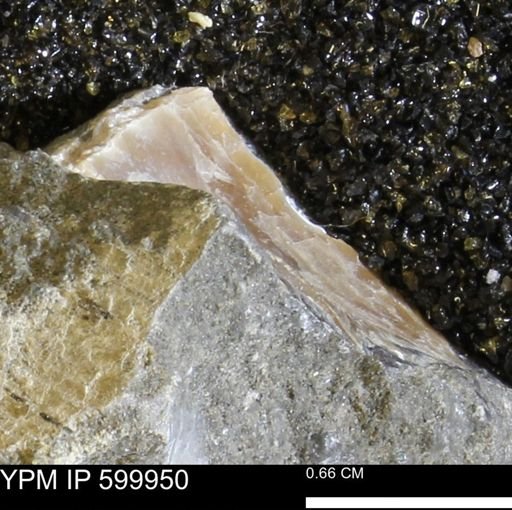 undet. Bivalvia