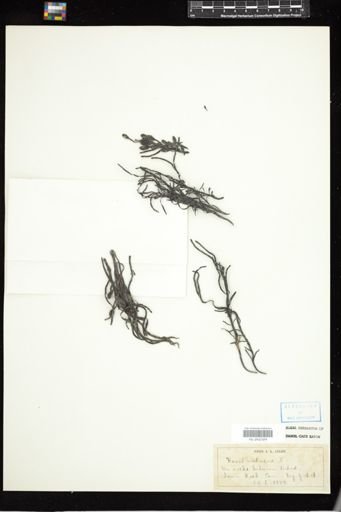 Fucus nodosus