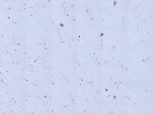 Didemnidae