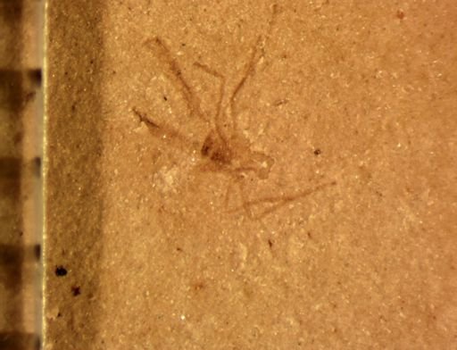 Diptera?