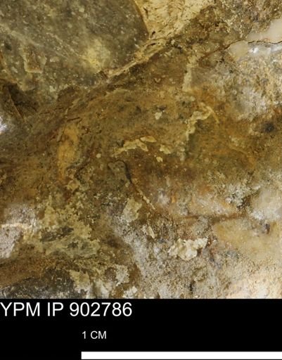 undet. Mollusca