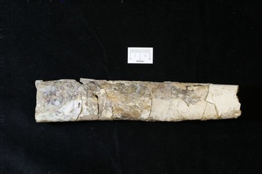 Baculites sp.