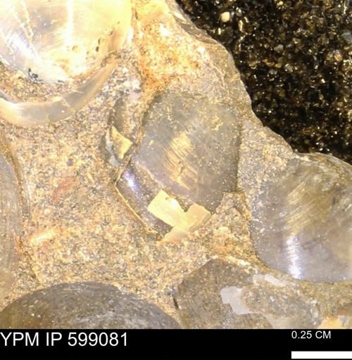undet. Bryozoa