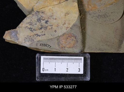 undet. Xiphosurida