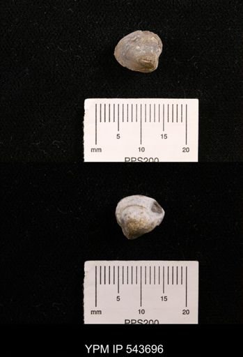 Protocardia sp.