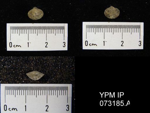Atrypella decaturensis