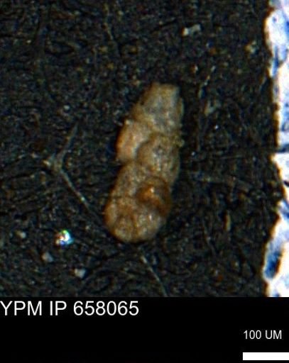 Ammobaculoides phaulus