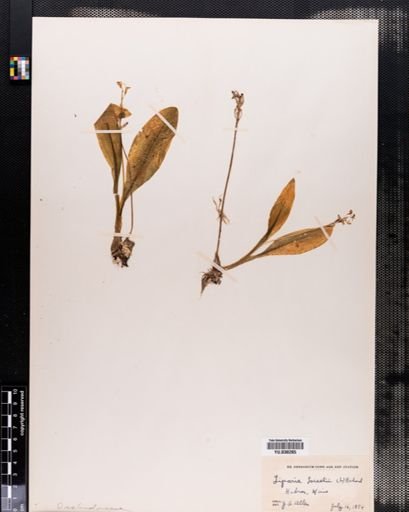 Liparis loeselii