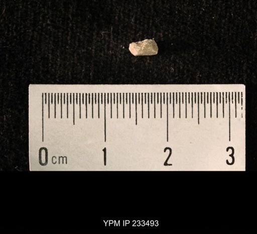 Archaeocidaris sp.