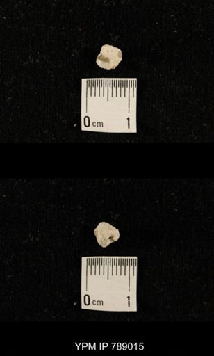 undet. Brachiopoda
