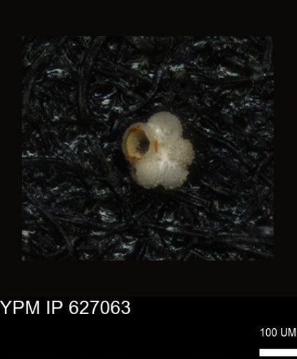 undet. Rugoglobigerinidae