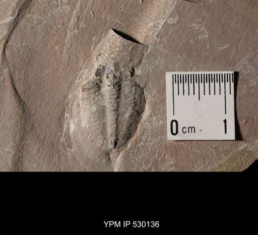 Elrathia kingi