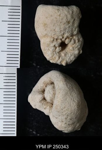 undet. Gastropoda