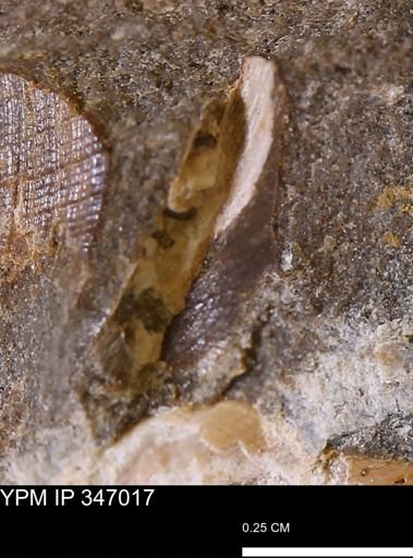 undet. Bivalvia