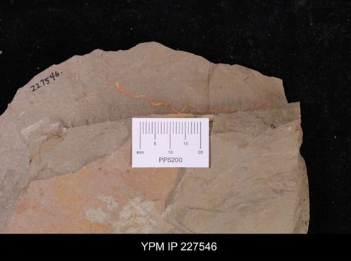 undet. Annelida