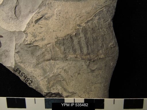 undet. Eurypterida