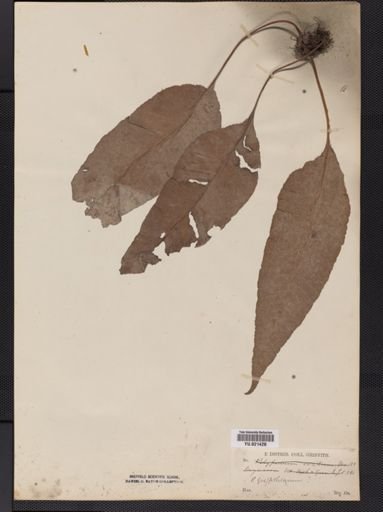 Polypodium