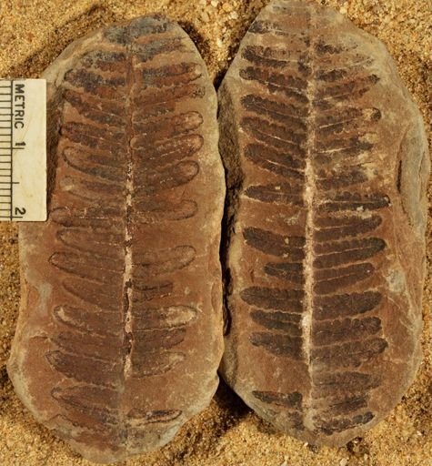 Pecopteris