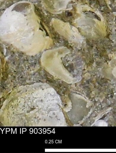 undet. Bivalvia