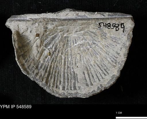 Stropheodonta inflexa?