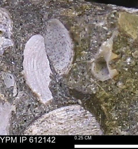 undet. Bivalvia