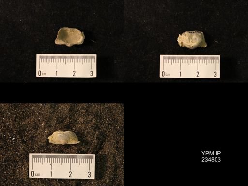 Marginifera wabashensis var. armata