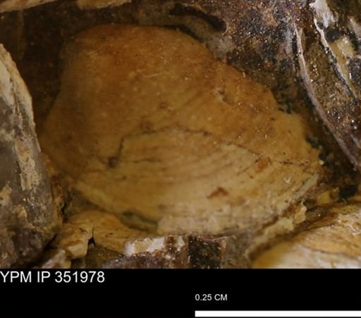 undet. Bivalvia