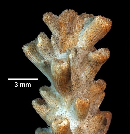 Acropora paniculata