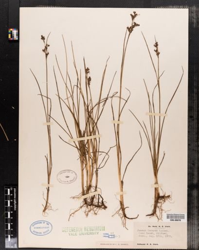 Juncus
