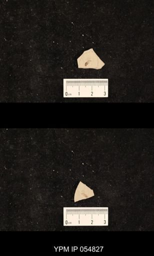 undet. Hexapoda