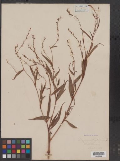 Polygonum hydropiper