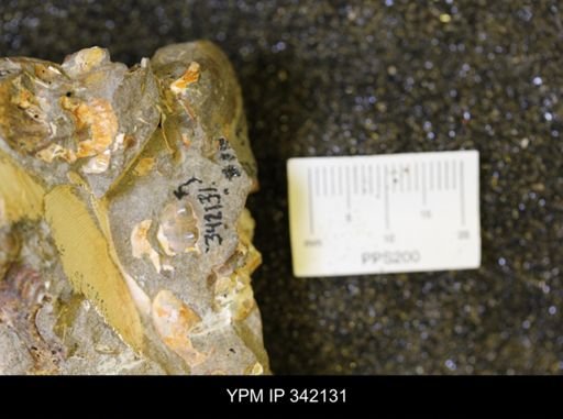 undet. Scaphitidae