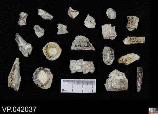 undet. Actinopterygii
