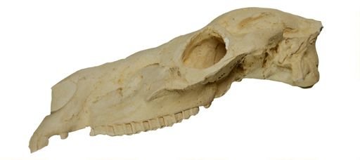 Griphippus gratum