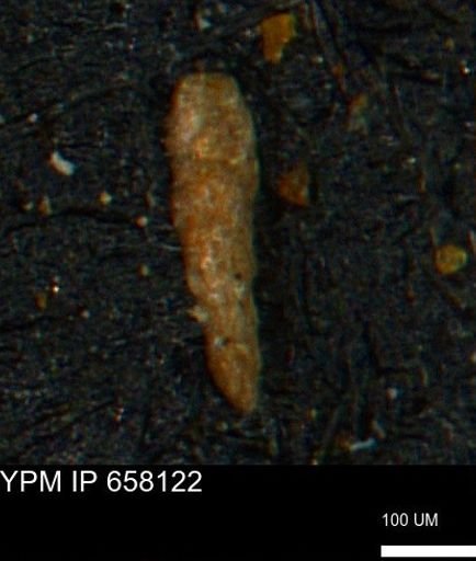 Verneuilinoides kansasensis