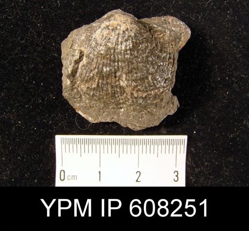 Pustula nebrascensis