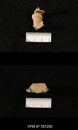 undet. Brachiopoda