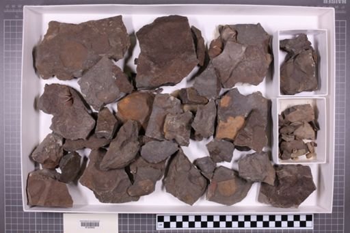 mixed taxa, stratigraphic collection