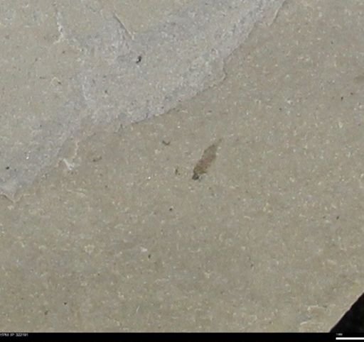 undet. Insecta