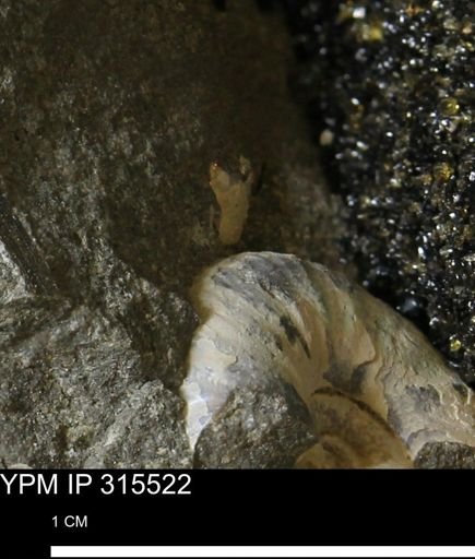 undet. Ammonoidea