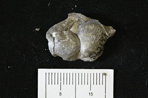 Oxytoma (Hypoxytoma)