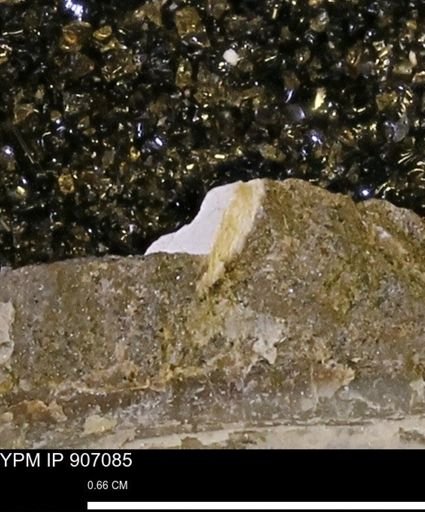 undet. Mollusca