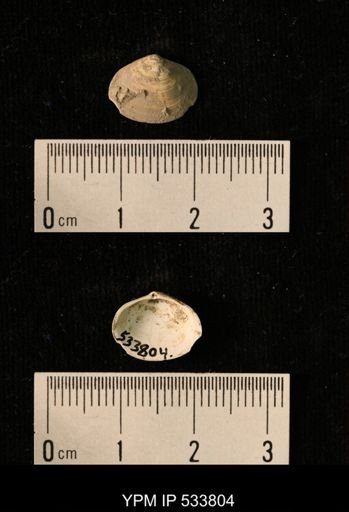 Macoma groenlandica
