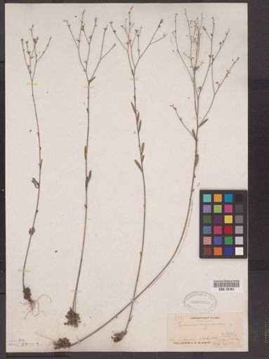 Linum virginianum