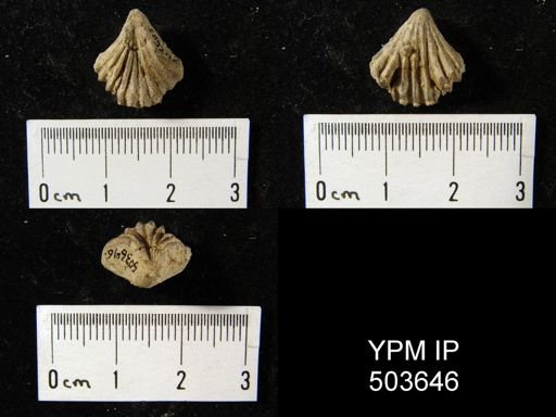 undet. Rhynchonellida