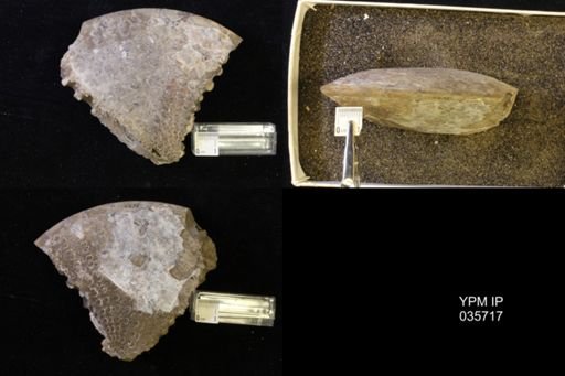 Sphenodiscus lenticularis